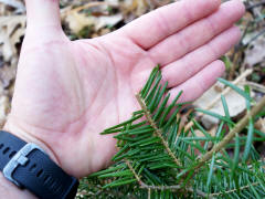 Baumpflanzaktion gegen Wildverbiss